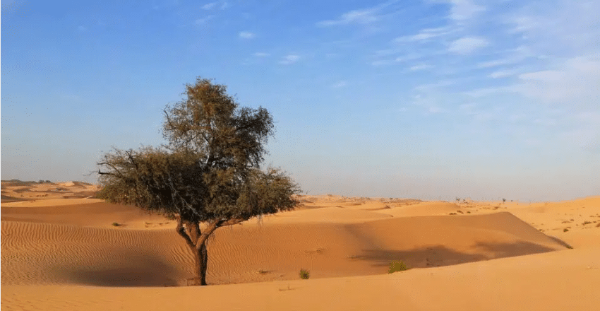 Saudi Green Initiative: Transforming Sustainability and Environmental Conservation